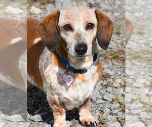 Dachshund Dogs for adoption in Shelbyville, TN, USA