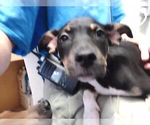 Rottweiler-Unknown Mix Dogs for adoption in Tulsa, OK, USA