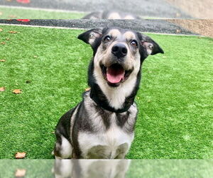 Siberian Husky-Unknown Mix Dogs for adoption in Moreno Valley, CA, USA