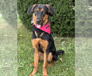 Rottweiler-Unknown Mix Dogs for adoption in Spring Lake, NJ, USA