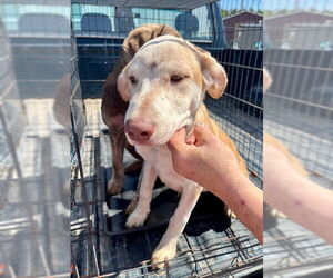 Catahoula Leopard Dog-Labrador Retriever Mix Dogs for adoption in Mt. Laurel, NJ, USA