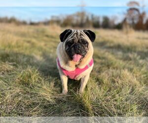 Pug Dogs for adoption in Brights Grove, Ontario, Canada