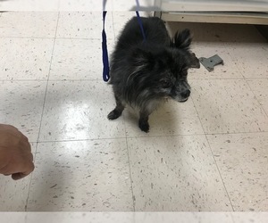 Pomeranian Dogs for adoption in Naples, FL, USA