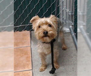 Medium Photo #1 Mutt Puppy For Sale in Downey, CA, USA