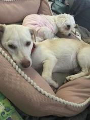 Dorgi Dogs for adoption in Tampa, FL, USA