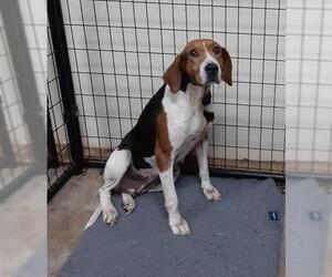 Treeing Walker Coonhound Dogs for adoption in Neillsville, WI, USA