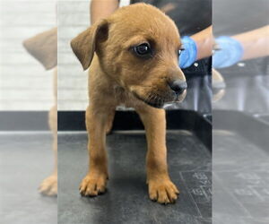 American Pit Bull Terrier-Unknown Mix Dogs for adoption in San Bernardino, CA, USA