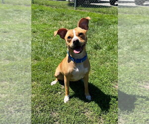 Mutt Dogs for adoption in South Bend, IN, USA