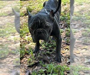 French Bulldog Dogs for adoption in Fort Lauderdale, FL, USA