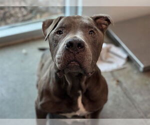 American Staffordshire Terrier Dogs for adoption in Tavares, FL, USA