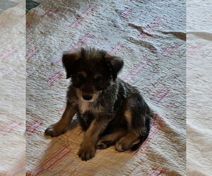 Airedale Terrier-German Shepherd Dog Mix Dogs for adoption in Lakewood, CO, USA