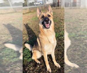 German Shepherd Dog Dogs for adoption in Rosenberg, TX, USA