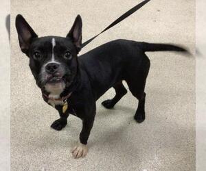 French Bulldog-Unknown Mix Dogs for adoption in Riverside, CA, USA