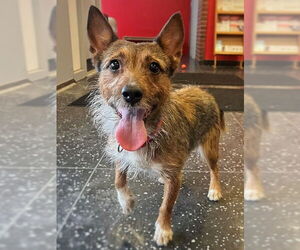 Parson Russell Terrier-Unknown Mix Dogs for adoption in Boston, MA, USA