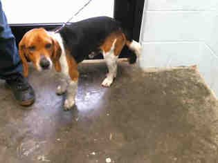Beagle Dogs for adoption in Tulsa, OK, USA