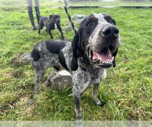 Bluetick Coonhound Dogs for adoption in McKinleyville, CA, USA