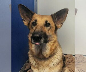 German Shepherd Dog-Unknown Mix Dogs for adoption in Oakland Park, FL, USA