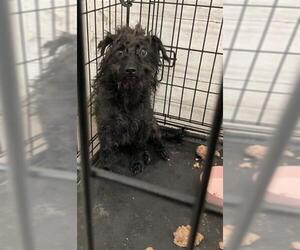Mutt Dogs for adoption in San Bernardino, CA, USA