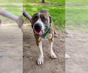 American Pit Bull Terrier-Unknown Mix Dogs for adoption in Tulsa, OK, USA