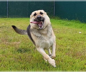 German Shepherd Dog-Siberian Husky Mix Dogs for adoption in Springfield, MA, USA