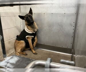 Mutt Dogs for adoption in San Bernardino, CA, USA