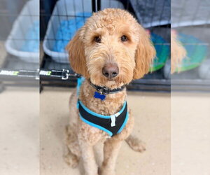 Golden Retriever-Unknown Mix Dogs for adoption in Mundelein, IL, USA