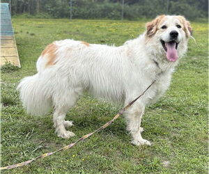 Great Pyrenees Dogs for adoption in Virginia Beach, VA, USA