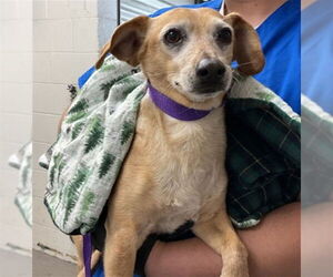 Chihuahua-Unknown Mix Dogs for adoption in San Bernardino, CA, USA