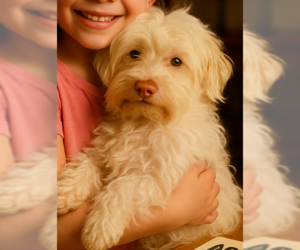 Poovanese Dogs for adoption in San Diego , CA, USA