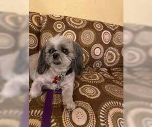 Shih Tzu Dogs for adoption in Clifton, TX, USA