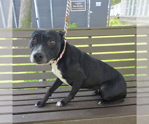 American Pit Bull Terrier-Unknown Mix Dogs for adoption in Long Beach, CA, USA