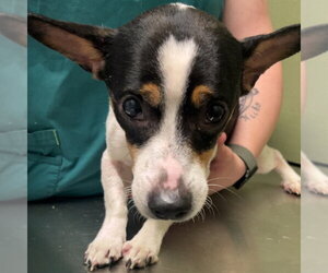 Chihuahua-Unknown Mix Dogs for adoption in Chico, CA, USA