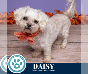 Maltipoo (Miniature) Dogs for adoption in Kimberton, PA, USA