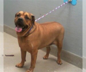 Mastador Dogs for adoption in Las Vegas, NV, USA