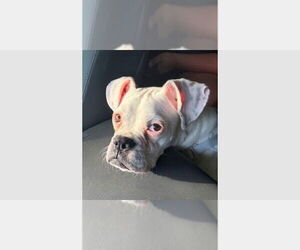 Boxer Dogs for adoption in Austin, TX, USA