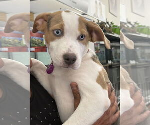 Huskies -Unknown Mix Dogs for adoption in Royal Palm Beach, FL, USA