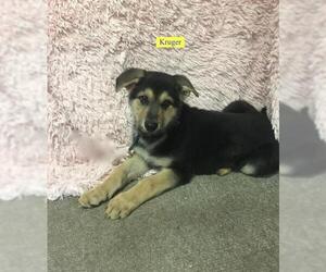 German Shepherd Dog Dogs for adoption in Chester, IL, USA