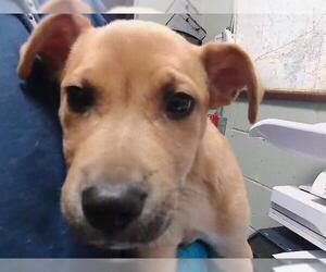 Mutt Dogs for adoption in Tulsa, OK, USA