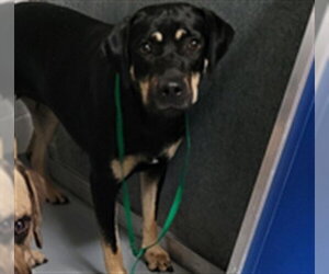 Labrottie Dogs for adoption in St. Cloud, FL, USA