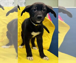 German Shepherd Dog-Unknown Mix Dogs for adoption in Lakewood, CO, USA