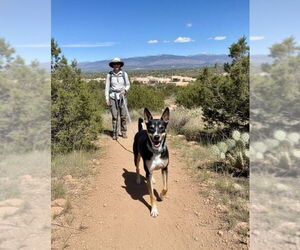 Australian Kelpie-Unknown Mix Dogs for adoption in Pena Blanca, NM, USA