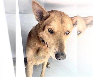 German Shepherd Dog-Unknown Mix Dogs for adoption in Houston, TX, USA