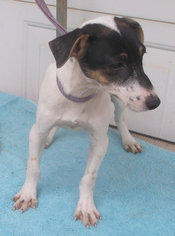 Jack Russell Terrier Dogs for adoption in Birch Tree, MO, USA