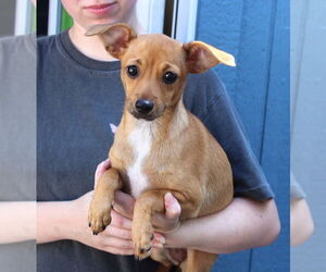 Chihuahua-Unknown Mix Dogs for adoption in Elmsford, NY, USA