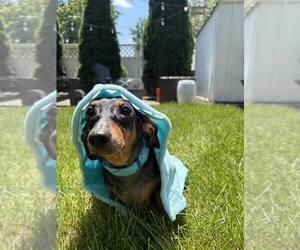Dachshund Dogs for adoption in Fruitland, SC, USA