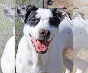 Labrador Retriever-Unknown Mix Dogs for adoption in Green Forest, AR, USA