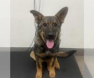 German Shepherd Dog Dogs for adoption in HESPERIA, CA, USA