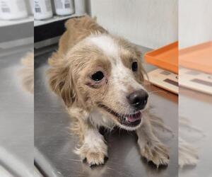 Chihuahua Dogs for adoption in Bakersfield, CA, USA