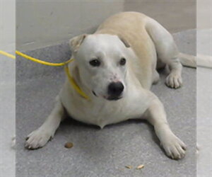 Labrador Retriever-Unknown Mix Dogs for adoption in Pasadena, TX, USA