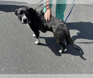 Australian Cattle Dog-Unknown Mix Dogs for adoption in San Martin, CA, USA